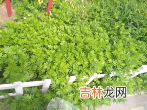艾草能吃吗怎么吃法,艾蒿能吃吗怎么吃