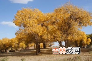 胡杨树特点,胡杨树具有怎样的特点或品质？
