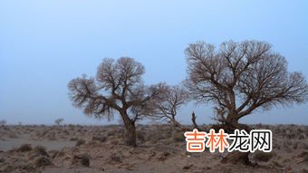 胡杨树特点,胡杨树具有怎样的特点或品质？