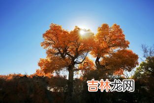 胡杨树特点,胡杨树具有怎样的特点或品质？