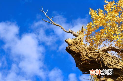 胡杨树特点,胡杨树具有怎样的特点或品质？