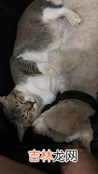 小浪蹄子是啥,男生对女生说小浪蹄子是什么意思