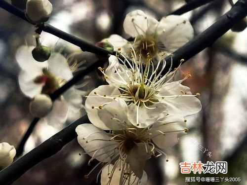 梅花的花瓣是什么形状的,梅花有几个花瓣，花瓣形状像什么