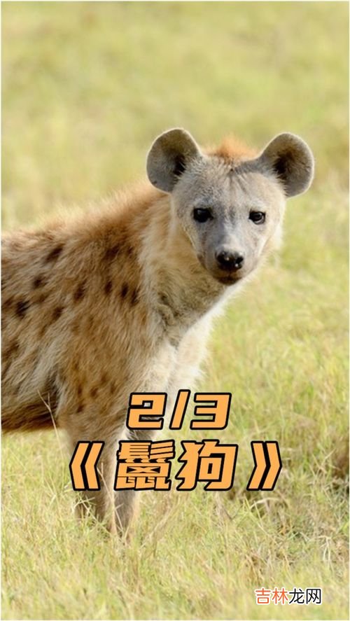 鬣狗和髭狗的区别,猎狗和鬣狗是一种动物还是两种不同的动物