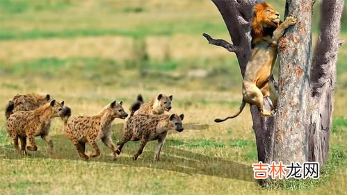 鬣狗和髭狗的区别,猎狗和鬣狗是一种动物还是两种不同的动物