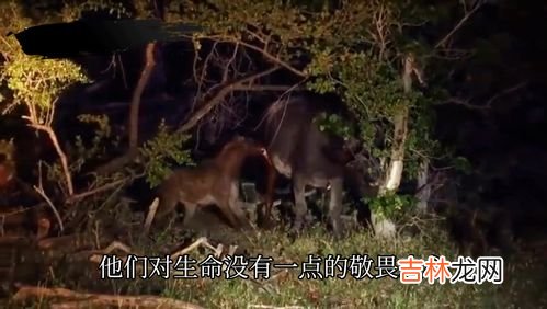 鬣狗和髭狗的区别,猎狗和鬣狗是一种动物还是两种不同的动物