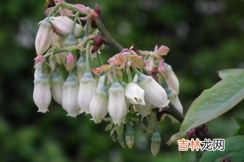 每天什么时候吃蓝莓最好,空腹可以吃蓝莓吗?蓝莓什么时候吃最好?