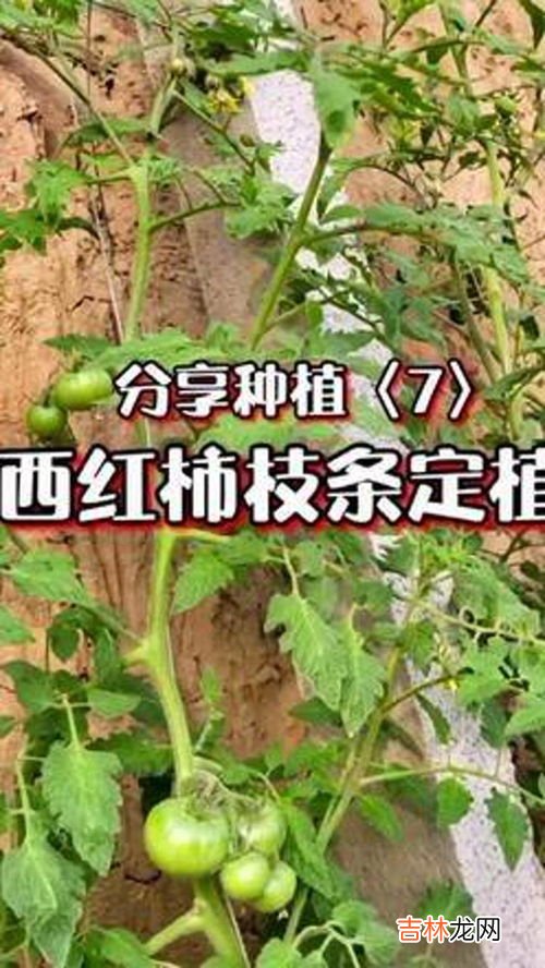 毛葱种植方法,毛葱增产方法