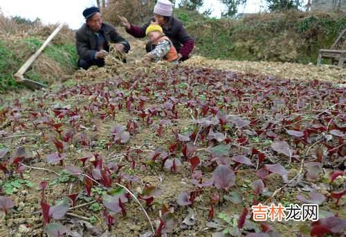 毛葱种植方法,毛葱增产方法