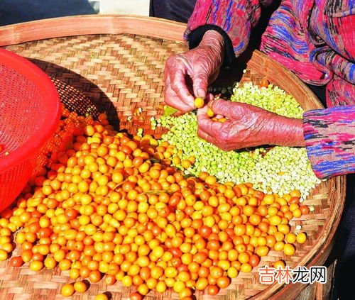 草果要不要去籽,制作油辣子使用草果用不用去籽?