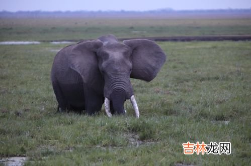 大象的智商相当于人类智商的多少,大象的智商？