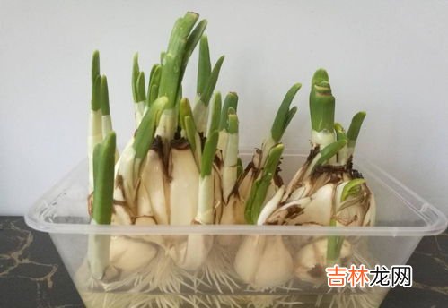 蒜发芽了长出来的是什么,大蒜发芽会变成什么蚂蚁森林