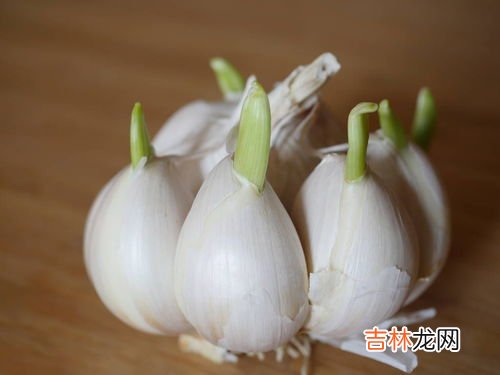 蒜发芽了长出来的是什么,大蒜发芽会变成什么蚂蚁森林