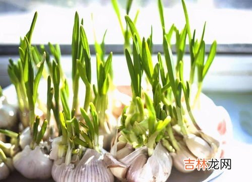 蒜发芽了长出来的是什么,大蒜发芽会变成什么蚂蚁森林