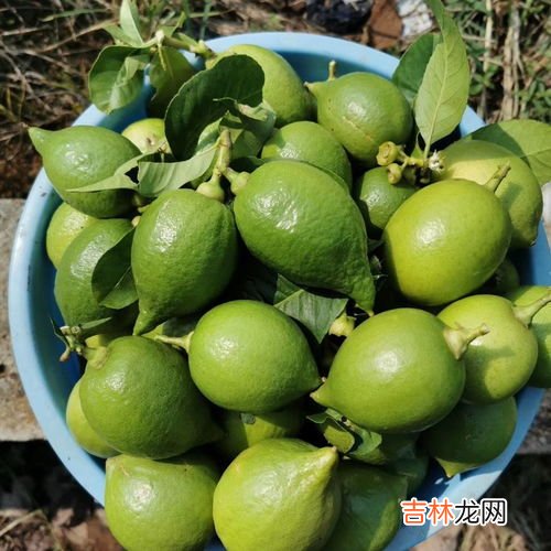 香水柠檬和柠檬的区别,香水柠檬好还是黄柠檬好
