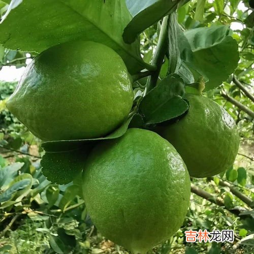 香水柠檬和柠檬的区别,香水柠檬好还是黄柠檬好