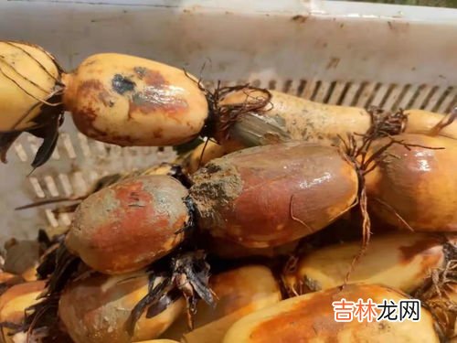 莲藕怎么保存最久,莲藕的长期储存方法