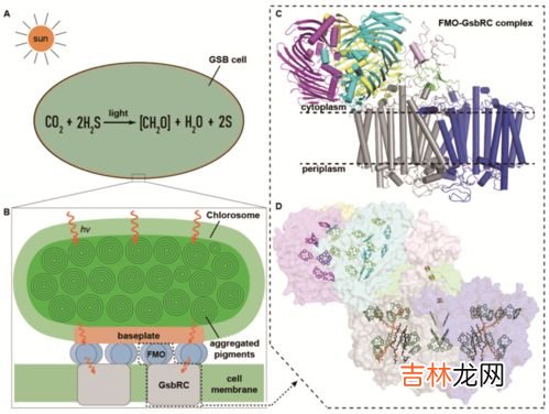 光合作用叶绿素的作用,光合作用过程中叶绿素起什么作用