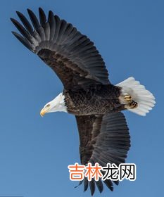 白头鹰为什么代表了美国,美国的国鸟是鹰，他们为何选择鹰作为国鸟？