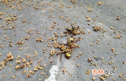 马蜂一般几月份会飞走,南方的马蜂窝一般到气温多少就变空巢？