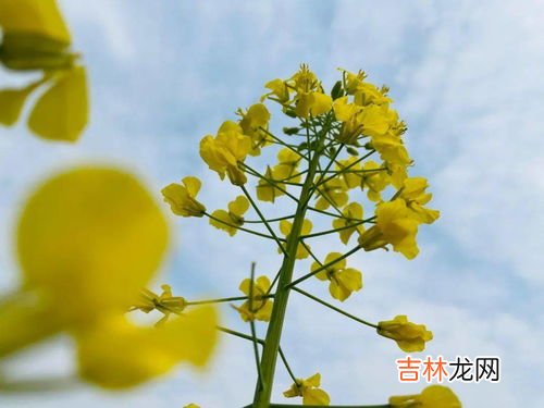 为什么不建议吃油菜花,油菜开花可以吃吗，很多人认为不能吃真的是这样吗？