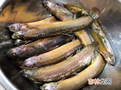 小乌贼需要去除内脏吗,小乌贼的简单最佳吃法