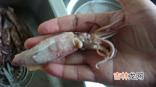 小乌贼需要去除内脏吗,小乌贼的简单最佳吃法