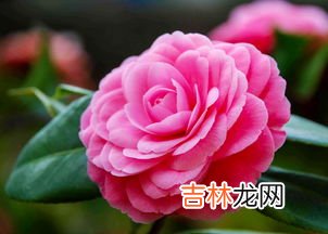 白茶花可以直接泡茶吗,茶花可以泡水喝吗？