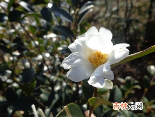 白茶花可以直接泡茶吗,茶花可以泡水喝吗？