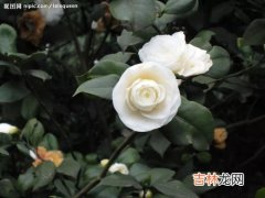 白茶花可以直接泡茶吗,茶花可以泡水喝吗？