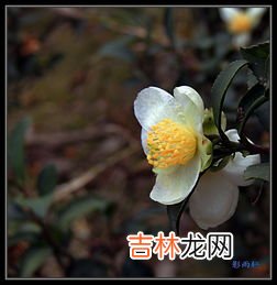白茶花可以直接泡茶吗,茶花可以泡水喝吗？
