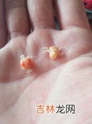 花甲有寄生虫吗,花甲吃起来有沙子怎么办 花甲里面的沙子吃了会得结石吗