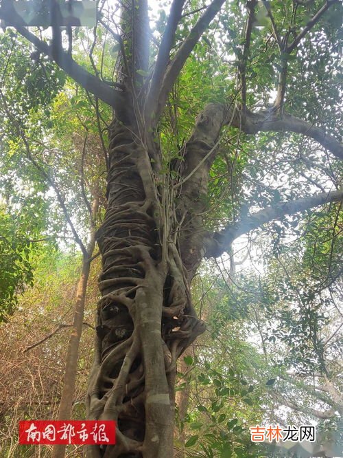 两棵树是什么品牌,两棵树的牌子叫什么