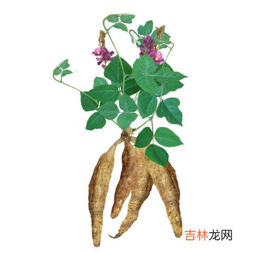 葛根的十大功效,葛根的六大功效 每一种都很养人