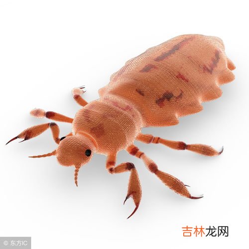 虱子是从哪里长出来的,虱子是怎么长出来的
