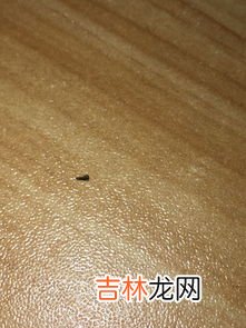 虱子是从哪里长出来的,虱子是怎么长出来的