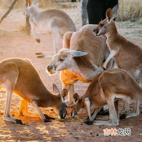 袋鼠的特点和爱好是什么,袋鼠的特点