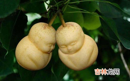 人参果为什么被禁了,人参果为什么被禁了