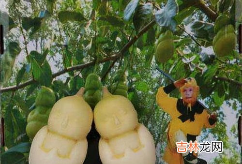 人参果为什么被禁了,人参果为什么被禁了