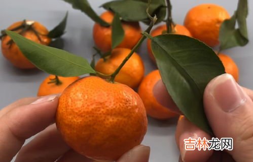 沙糖桔怎样储存能放时间长,沙糖桔怎么保鲜才长久不坏 沙糖桔怎么吃不上火