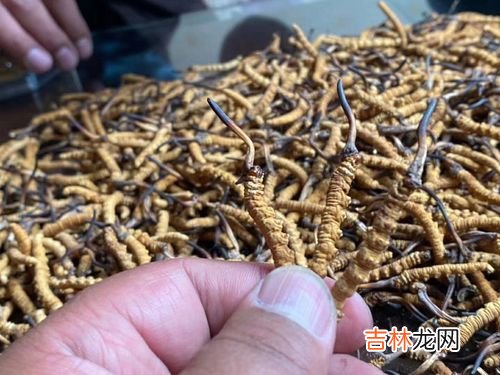 牡蛎虫草片价格,瑞选优品牡蛎虫草片怎么样？