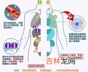 吃小分子肽上火的原因,小分子大豆肽为什么吃了会上火？