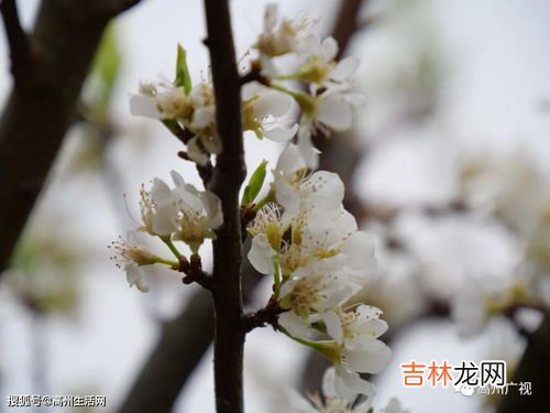 李子花有粉色的吗,春天有什么花是粉色的