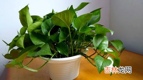 绿箩有毒吗,绿萝有毒吗