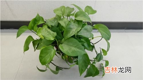 绿箩有毒吗,绿萝有毒吗