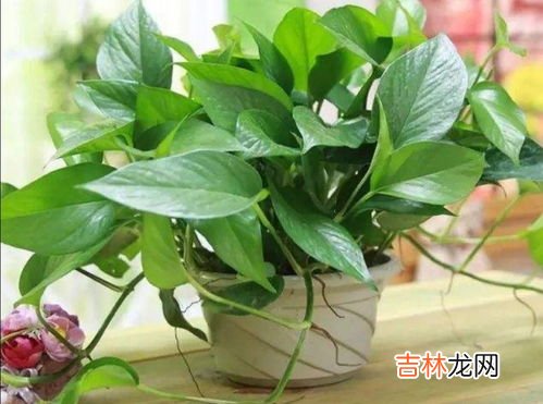 绿箩有毒吗,绿萝有毒吗