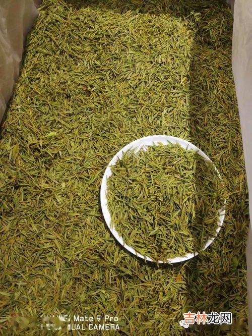黄金芽保质期一般多久,黄金叶茶茶树品种是特早生种吗