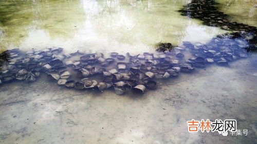 湖水为啥是绿色的,湖水为什么呈现碧绿色呢？