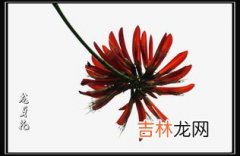 龙牙花能吃吗,龙牙花有毒吗？