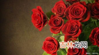玫瑰代表什么意思,玫瑰花代表什么意思?